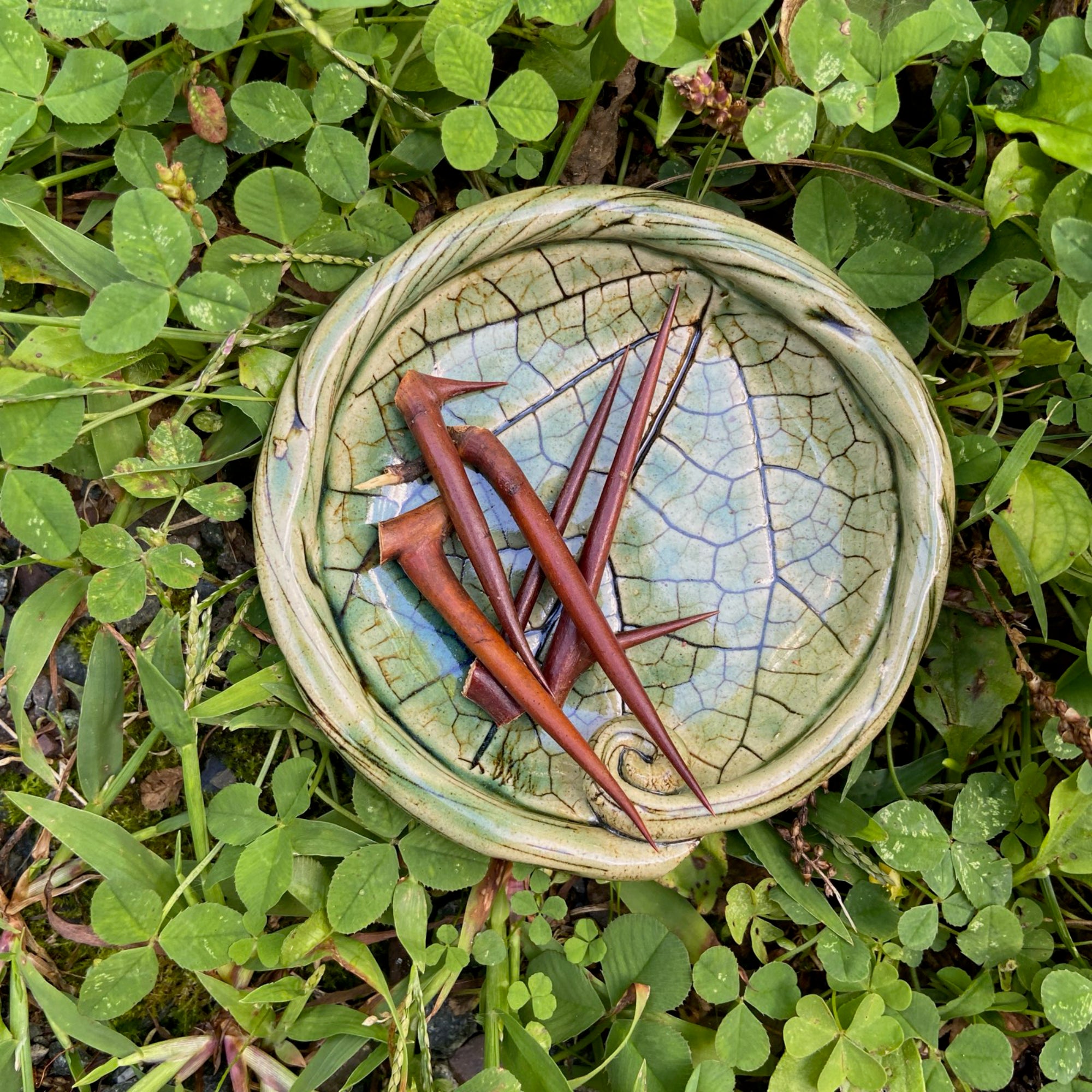 5 Honey Locust Thorns