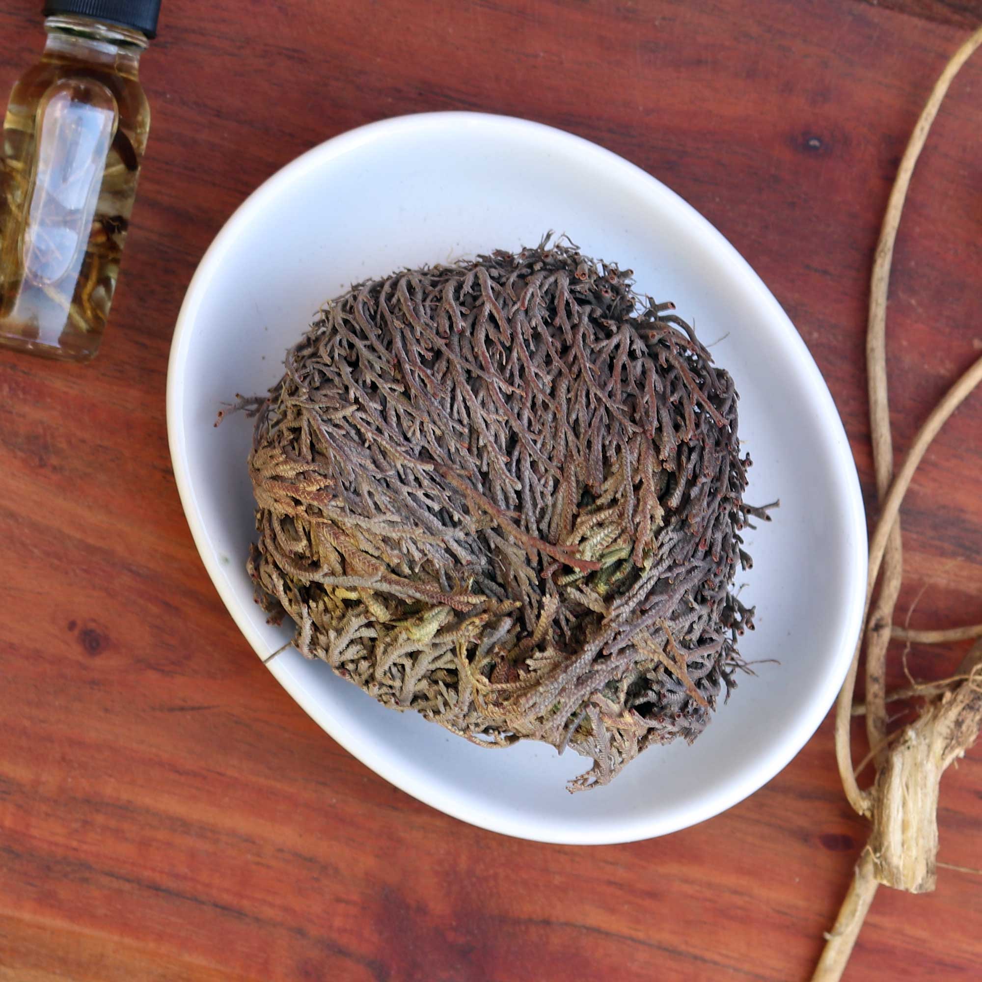 Rose of Jericho