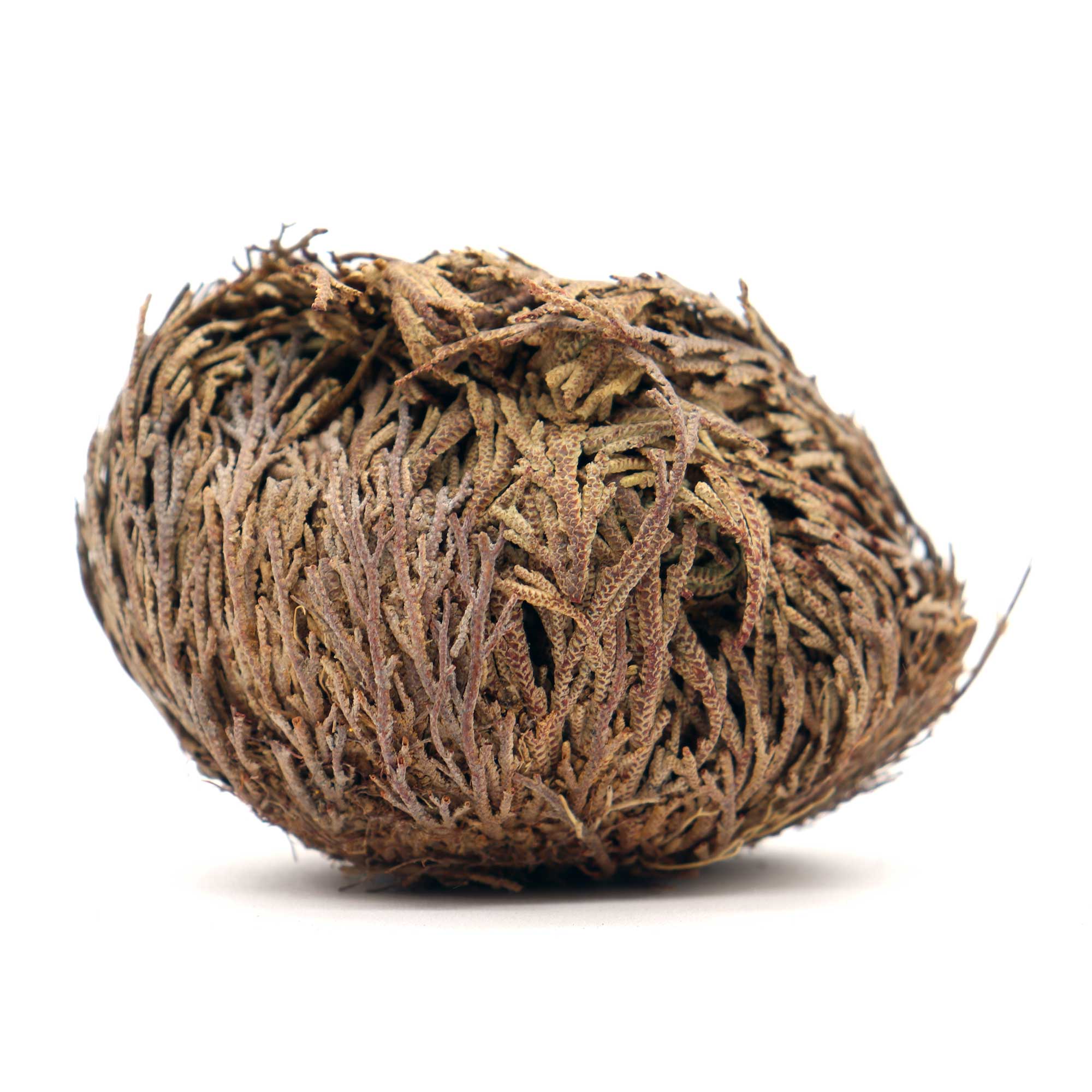 Rose of Jericho