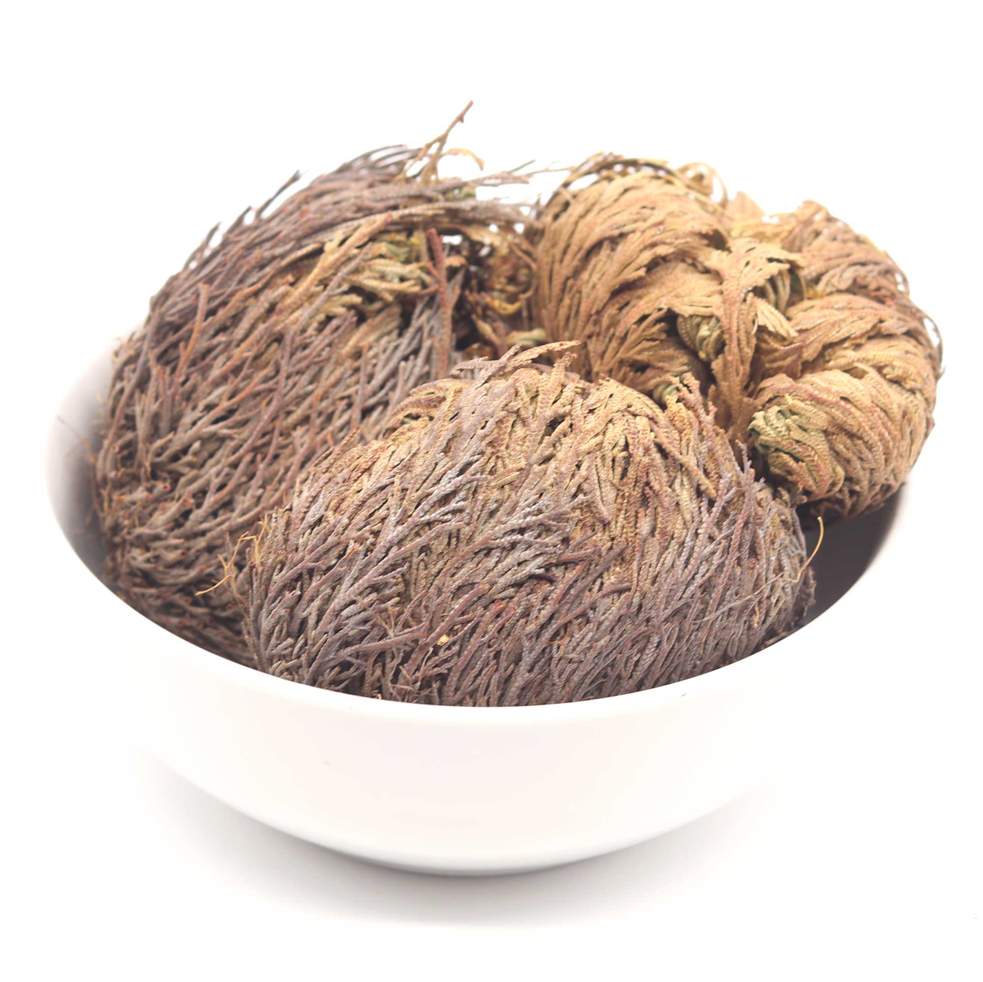 Rose of Jericho