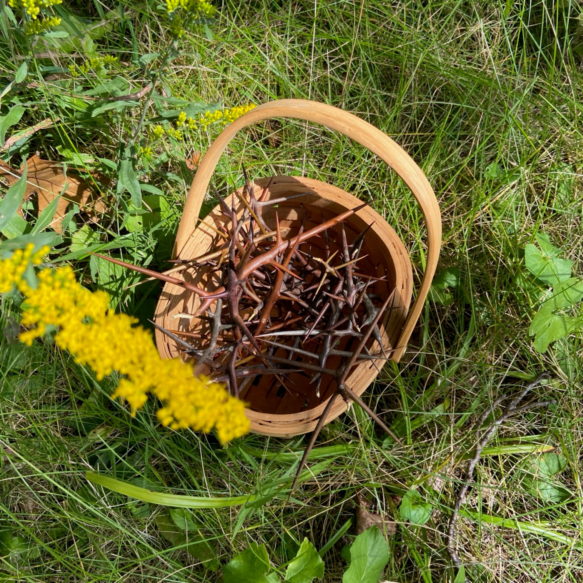 Basket of Freshly Cut Honey Locust Thorns