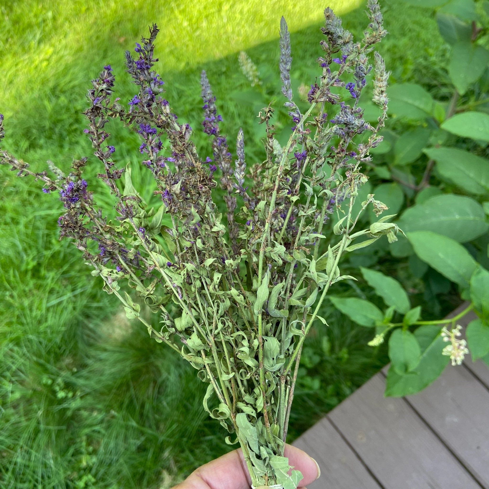 Purple Loosestrife Herb Bundle