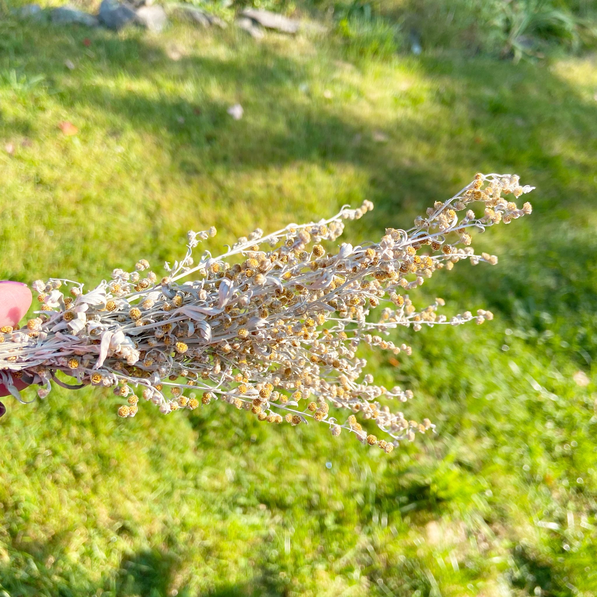 Wormwood Herb Bundle