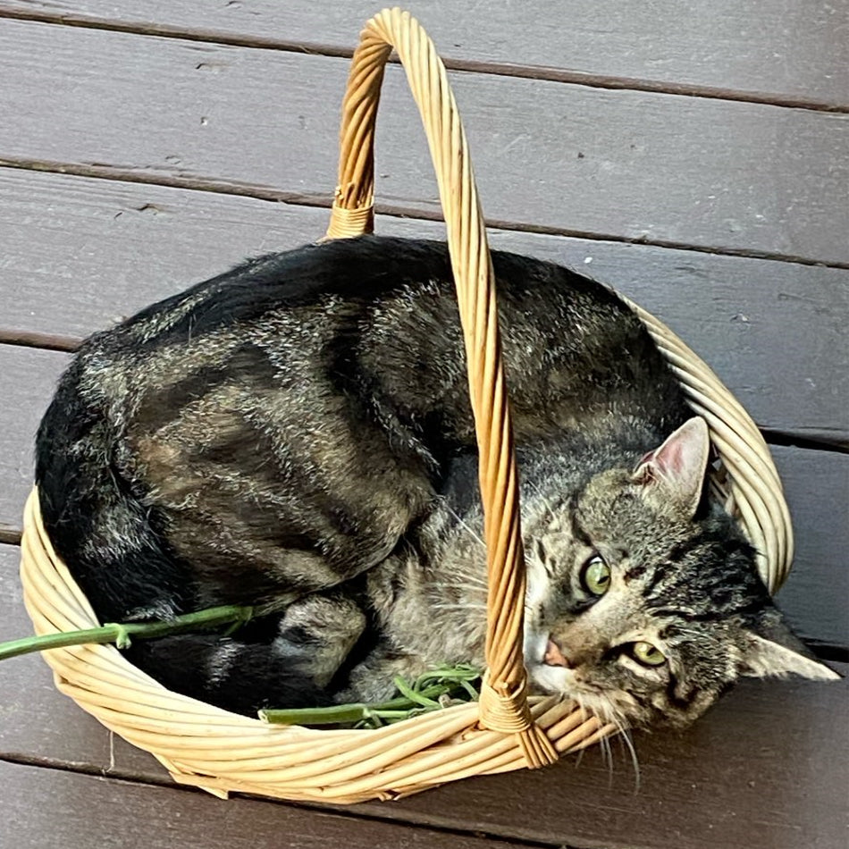 Kitty in his basket  of Catnip