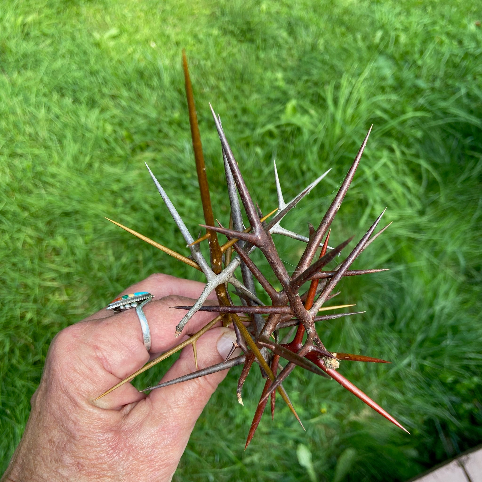 Freshly gathered Honey Locust Thorns