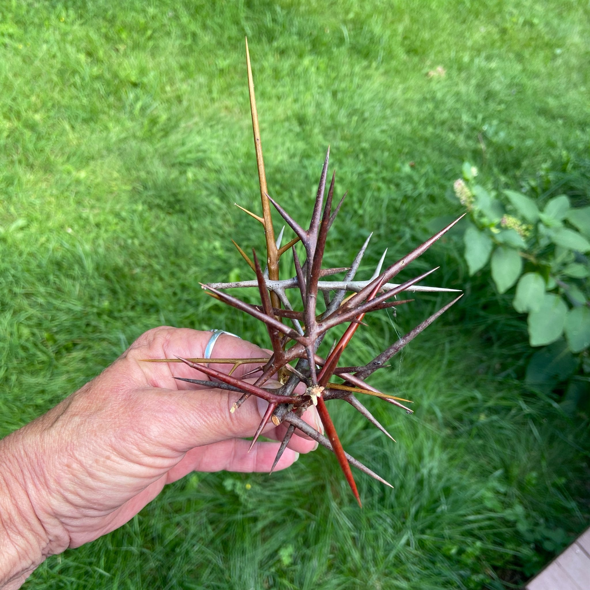 Freshly gathered Honey Locust Thorns