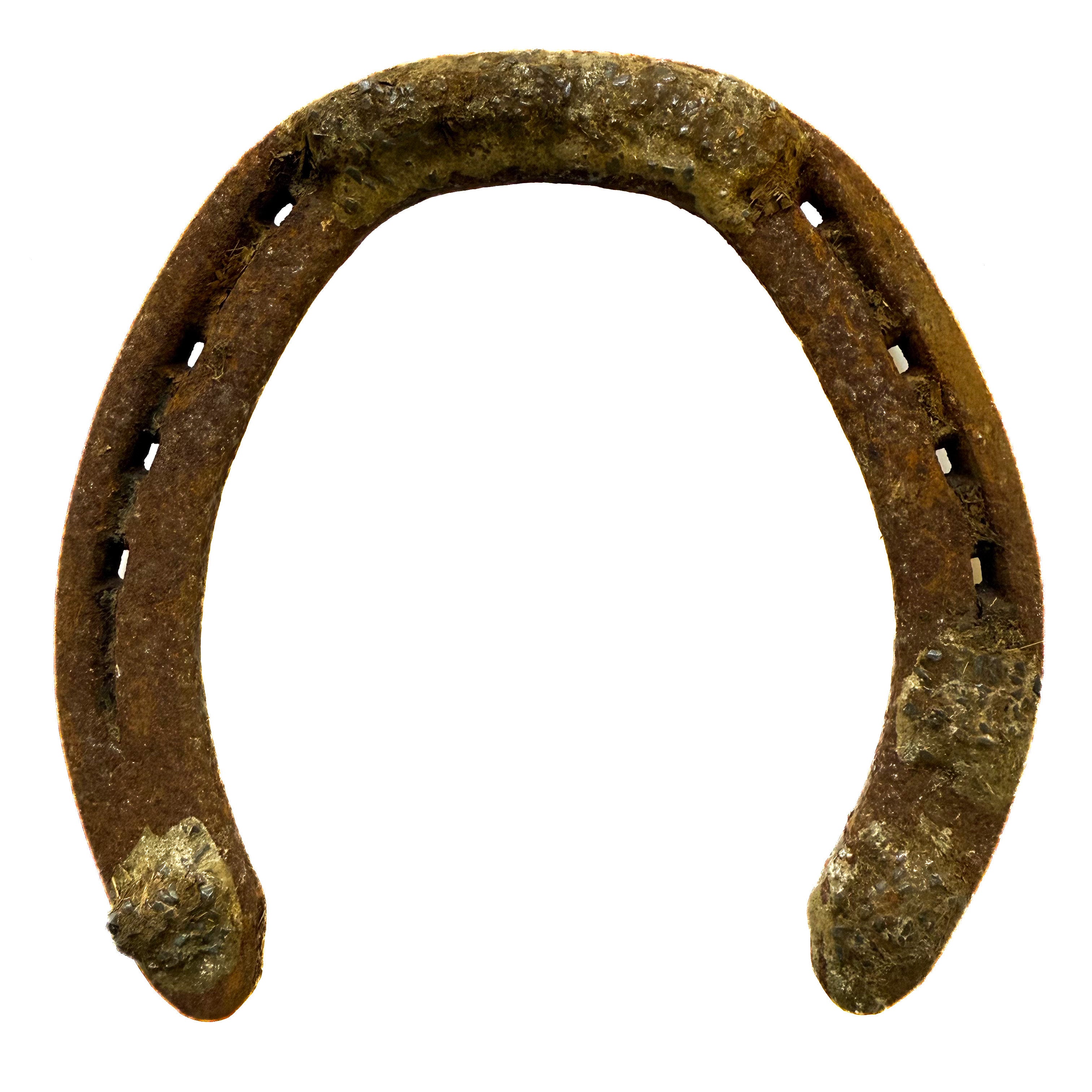 Horseshoe, Authentic Large