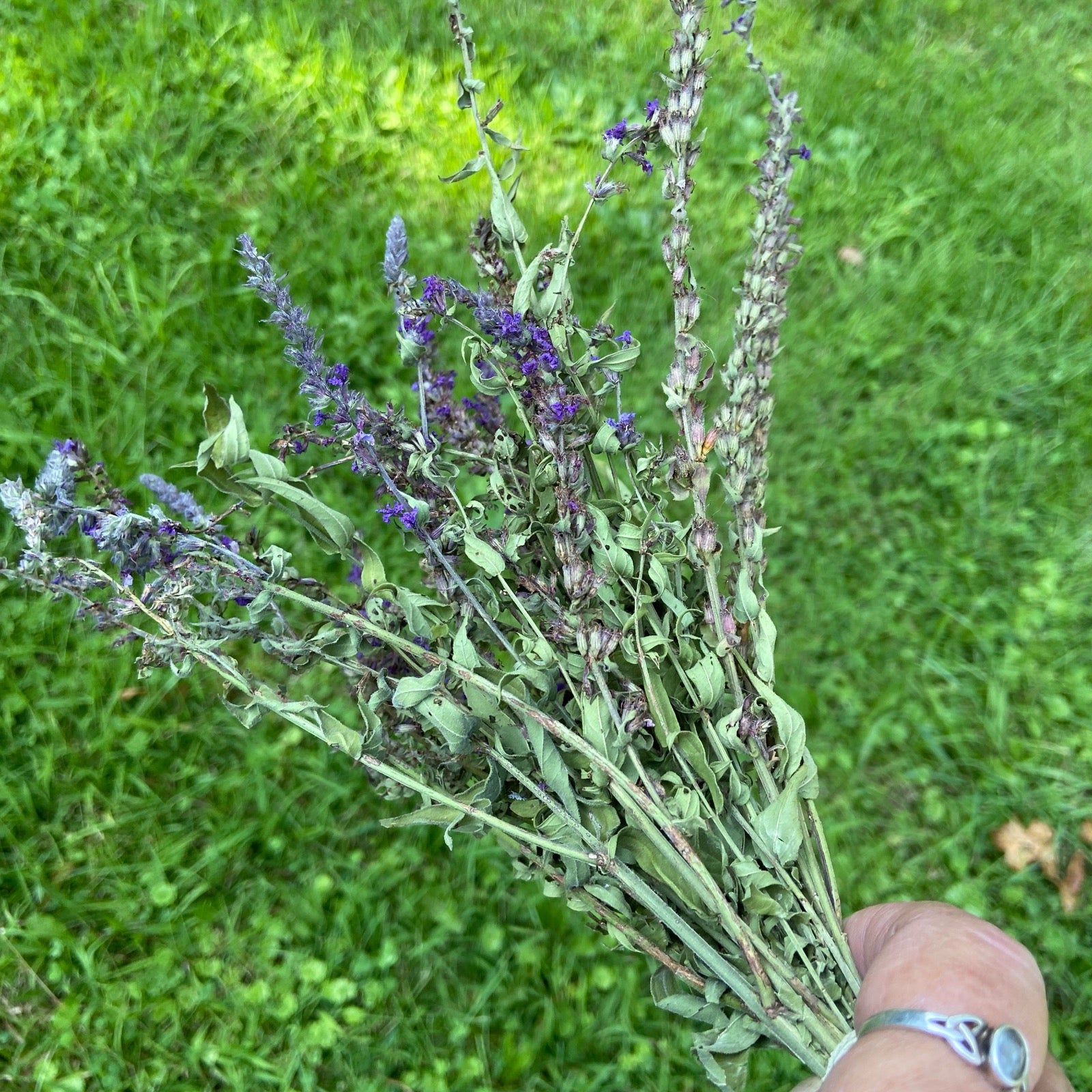 Purple Loosestrife Herb Bundle