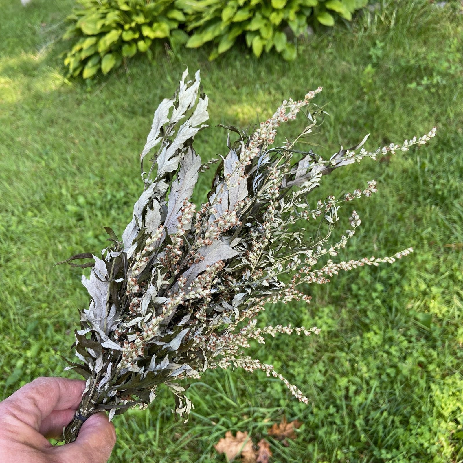 Mugwort Herb Bundle