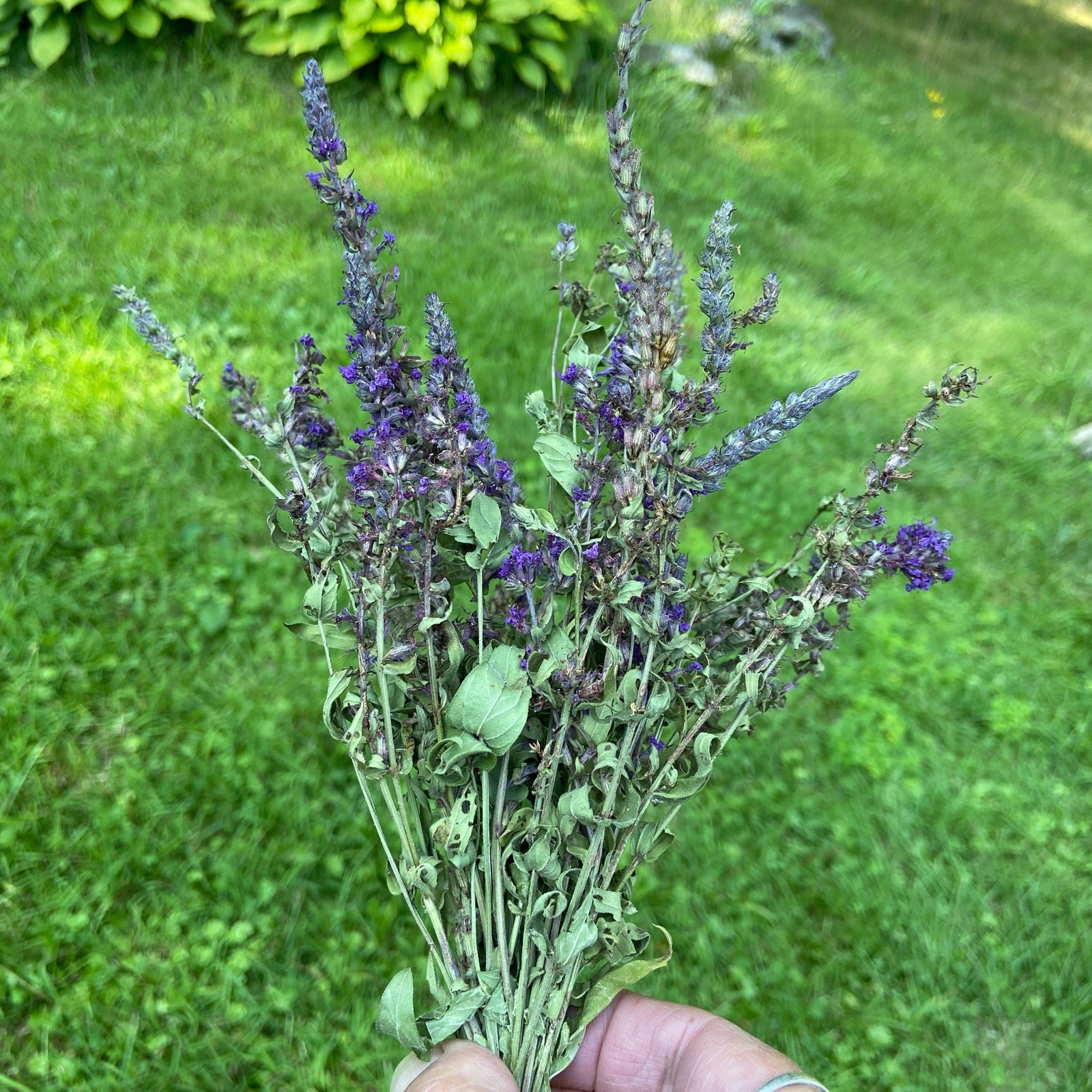 Purple Loosestrife Herb Bundle