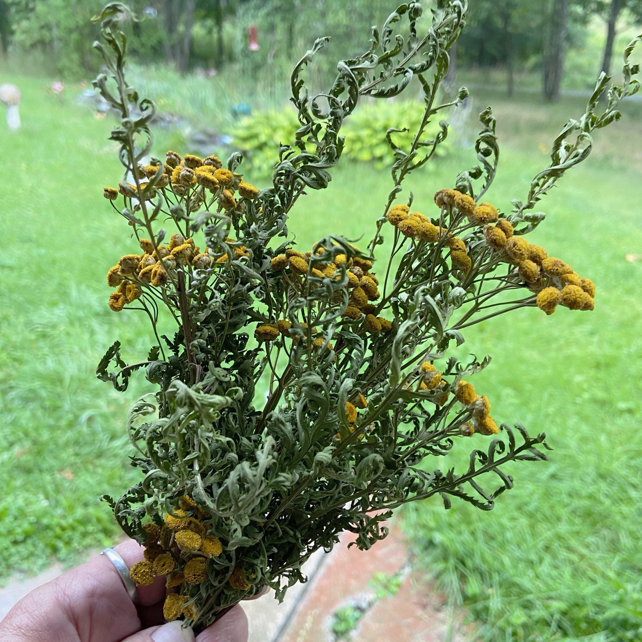 Tansy Herb Bundle