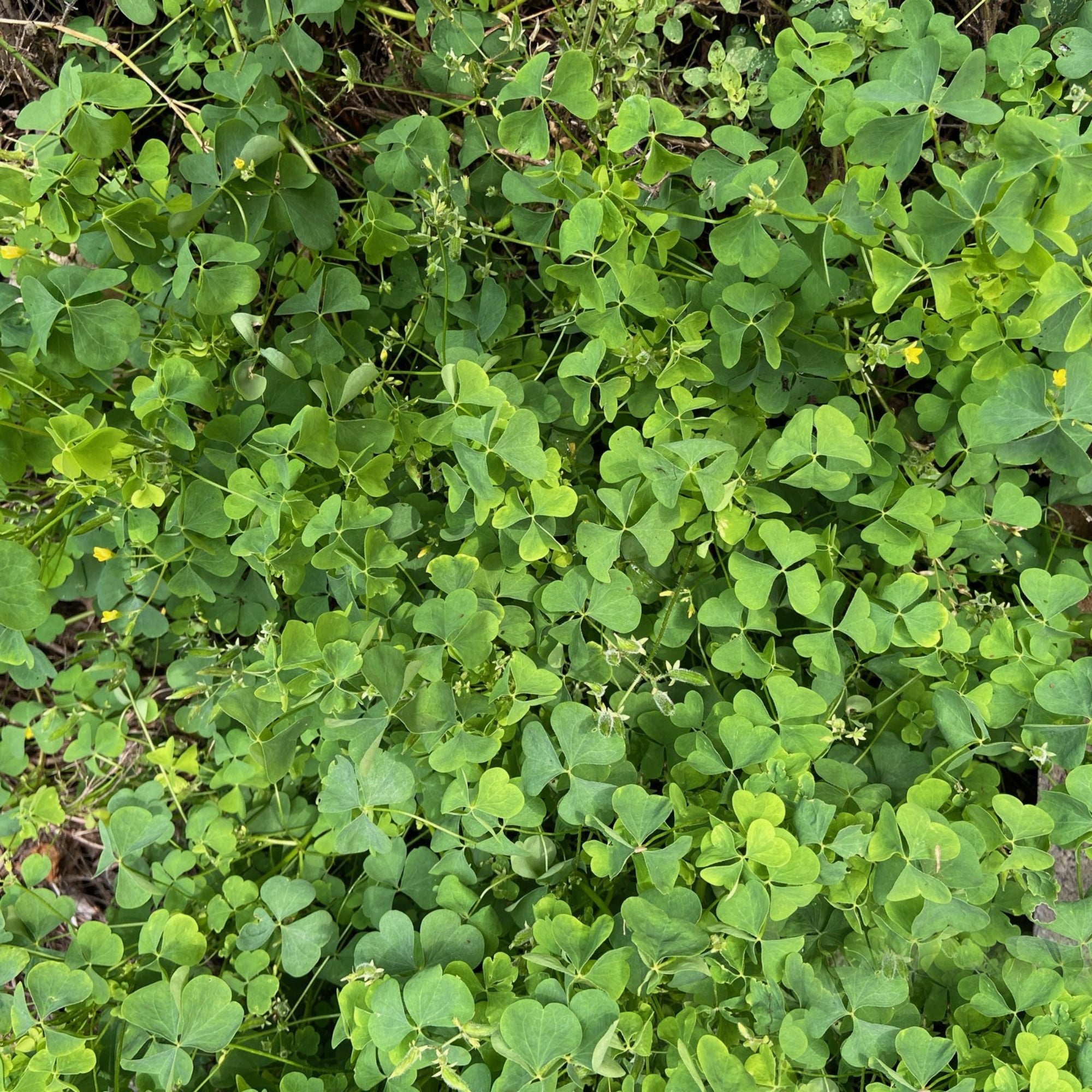 Wood Sorrel Bundle - 13 Moons