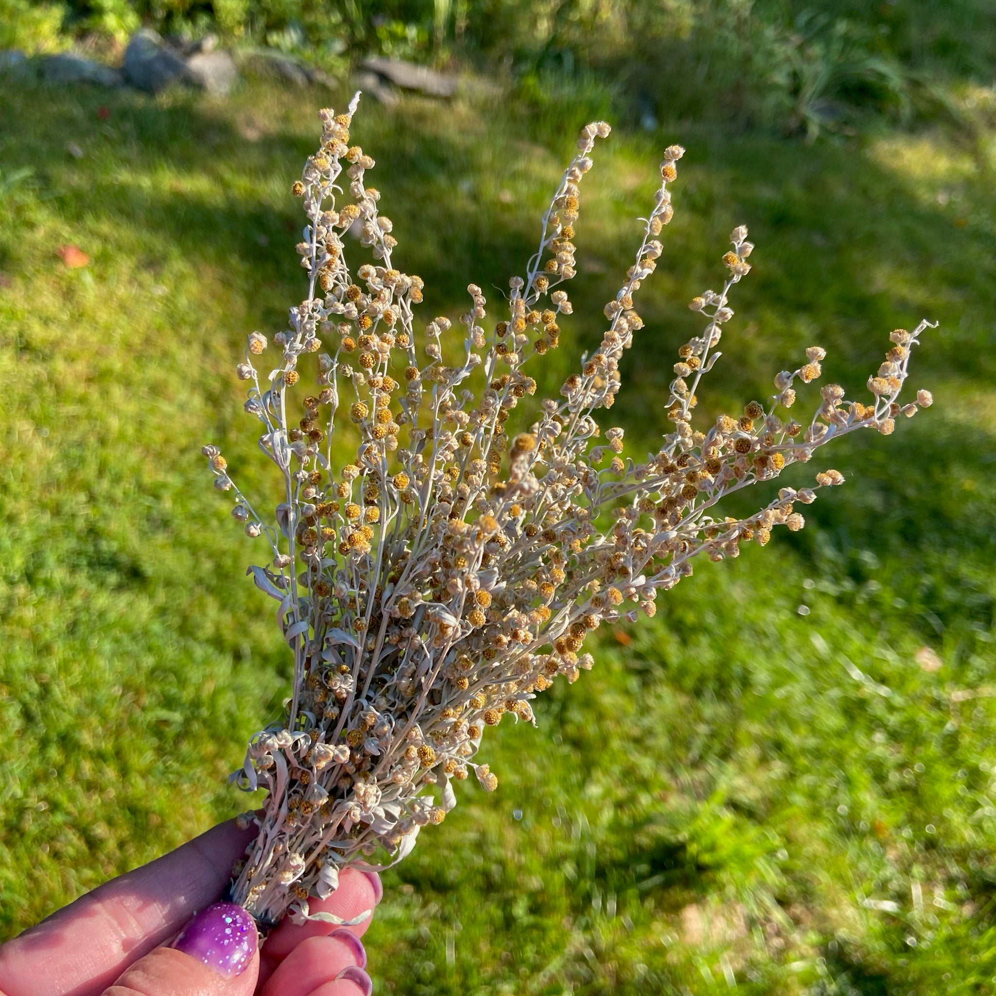 Wormwood Herb Bundle