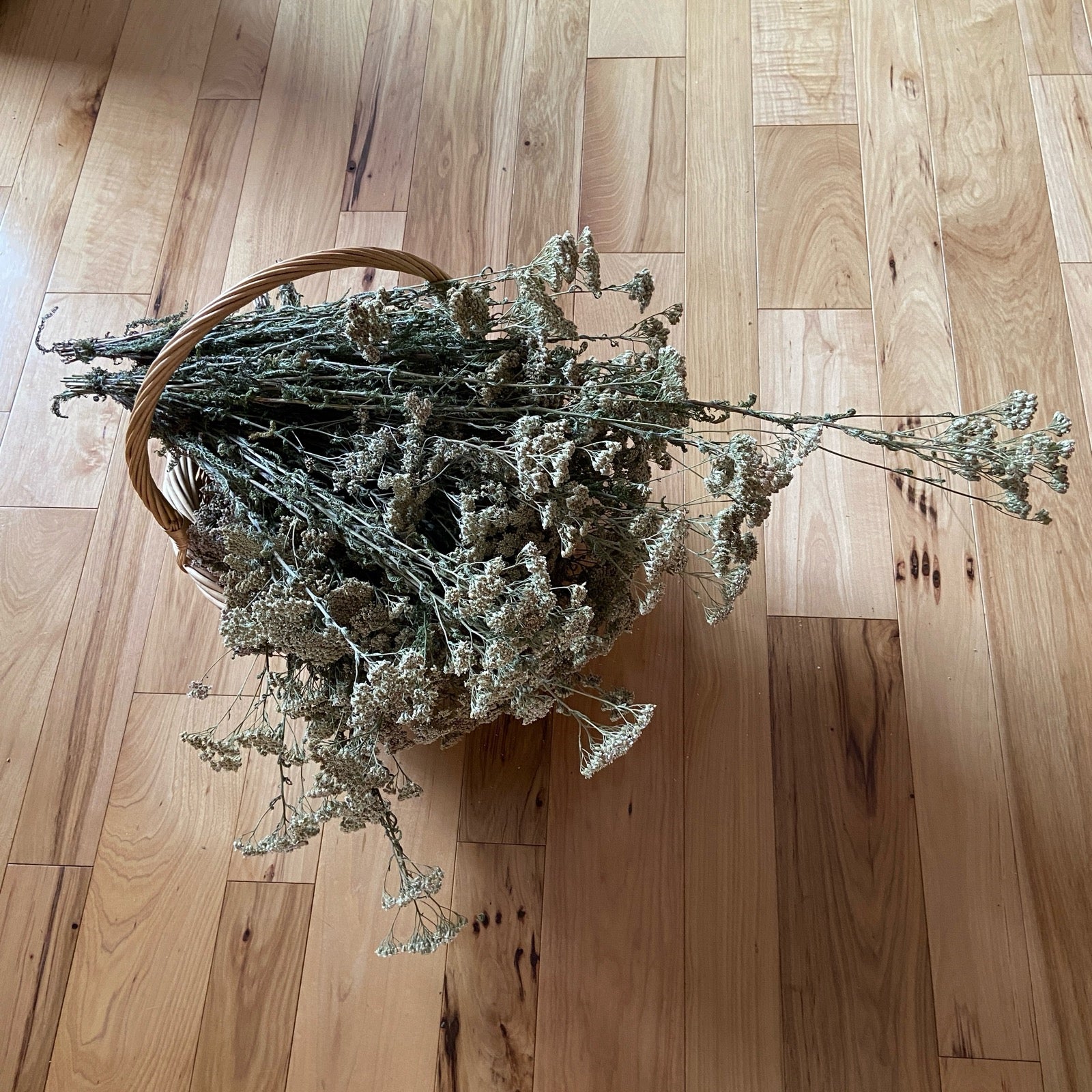 Yarrow gathered and dried for I Ching Stalks