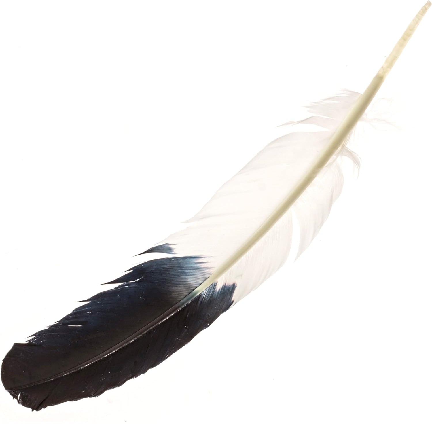 Bald Eagle Feather - 13 Moons