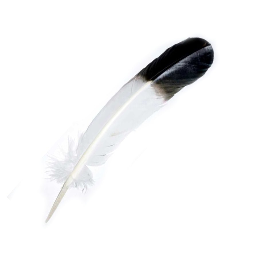 Bald Eagle Feather - 13 Moons