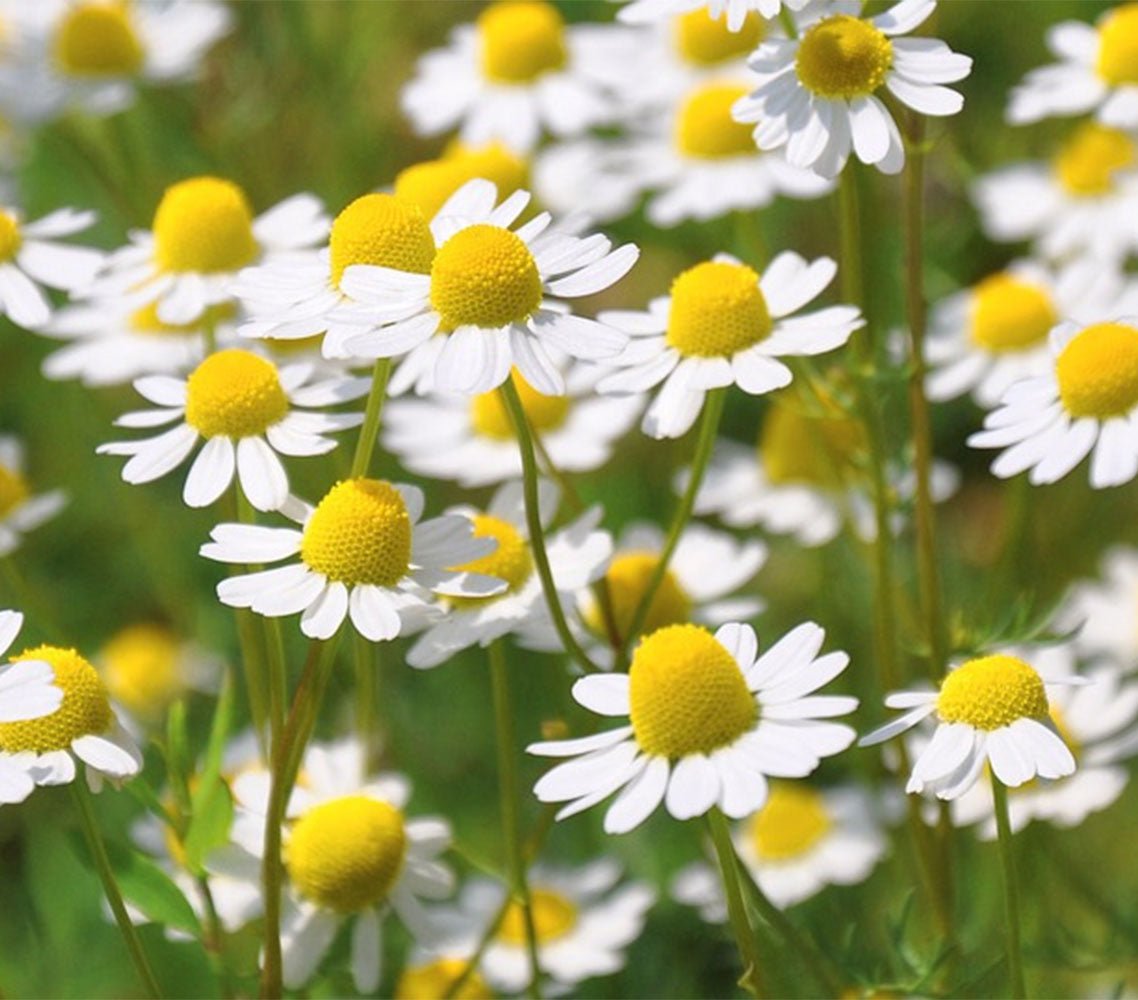 Chamomile, Roman Essential Oil 1/8 oz - 13 Moons