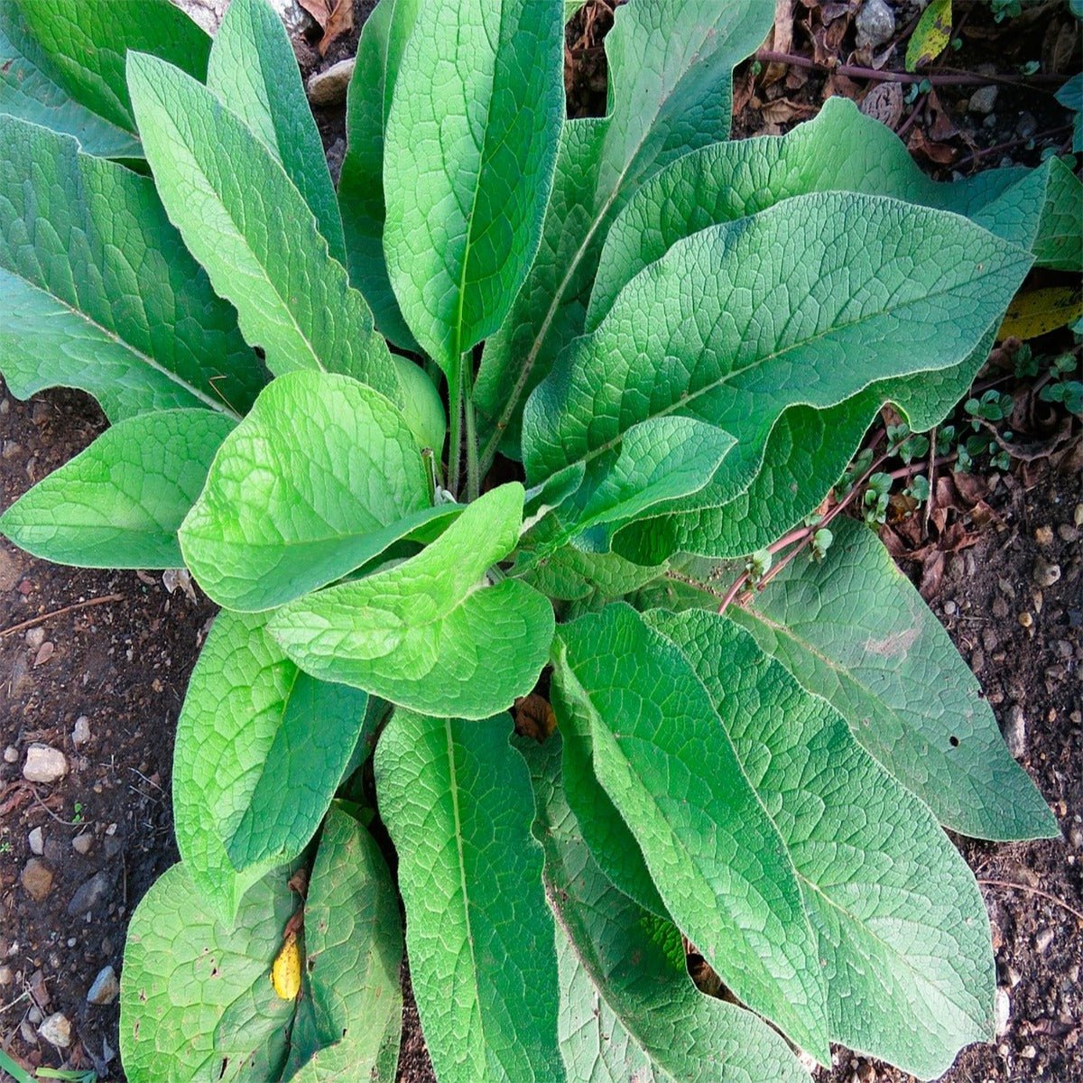 Comfrey Leaf - 13 Moons