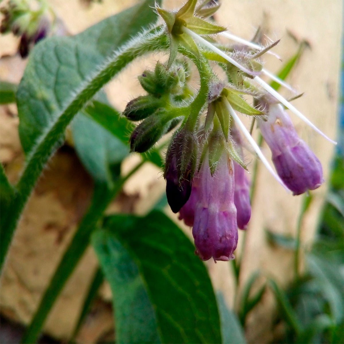 Comfrey Leaf - 13 Moons