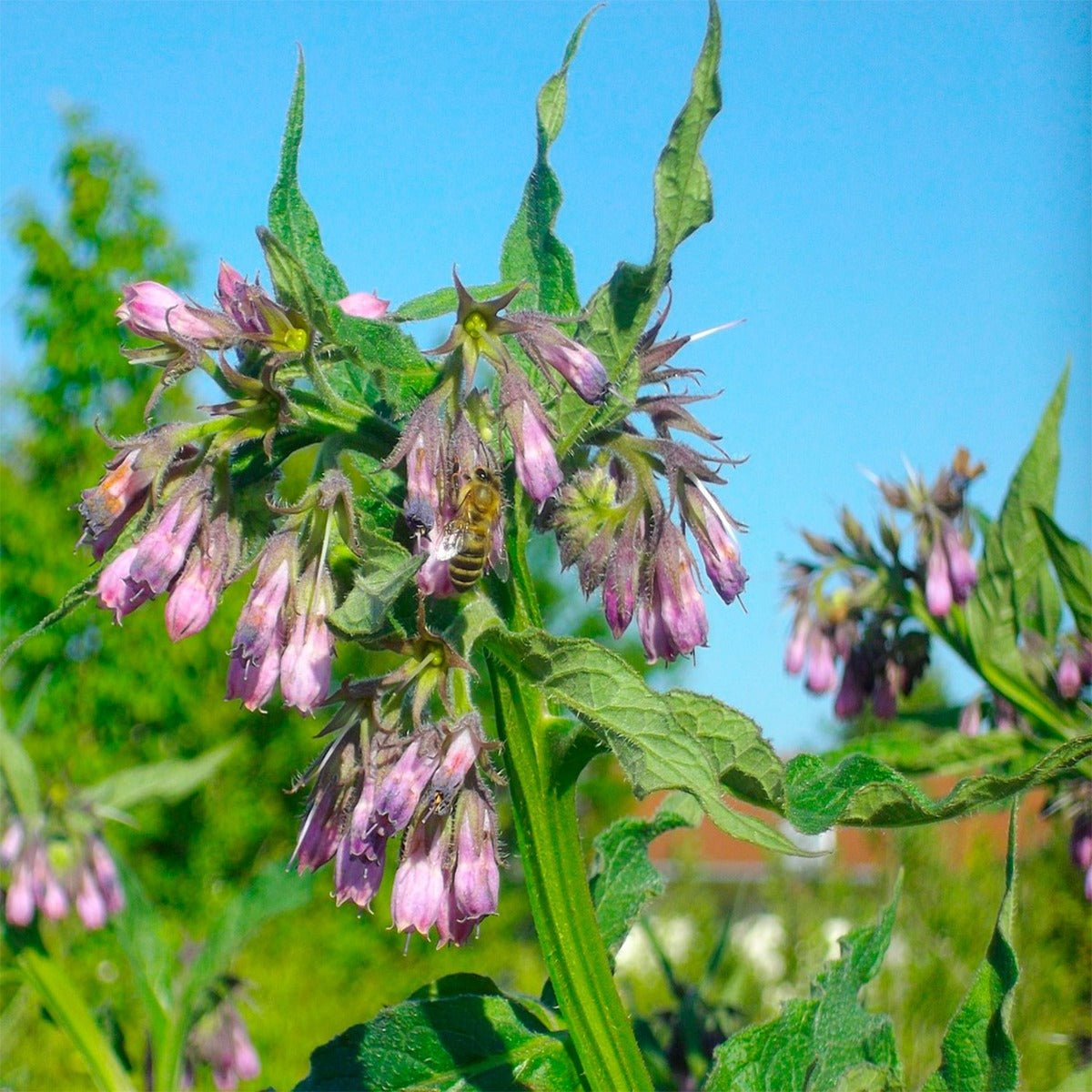 Comfrey Leaf - 13 Moons