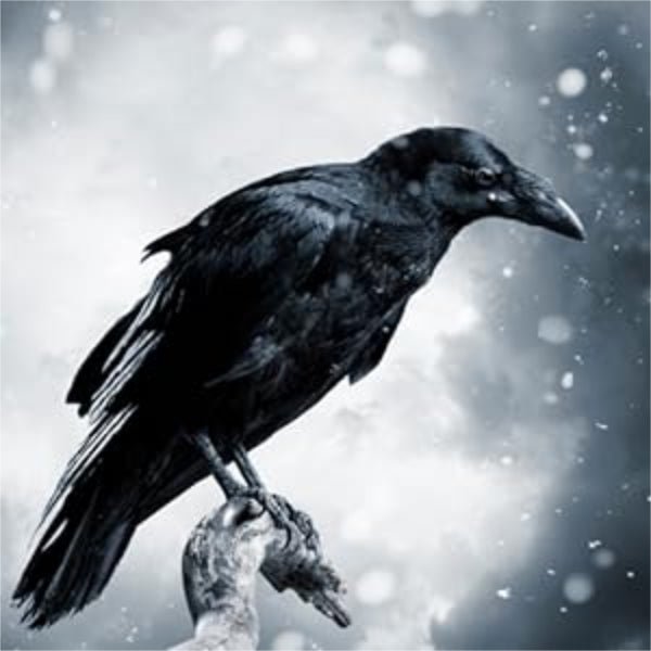 Crows and Ravens - 13 Moons