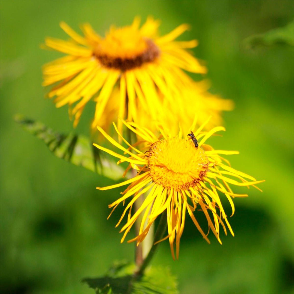 Elecampane Root - 13 Moons