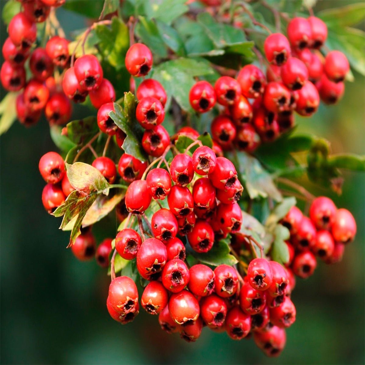 Hawthorn Berries - 13 Moons