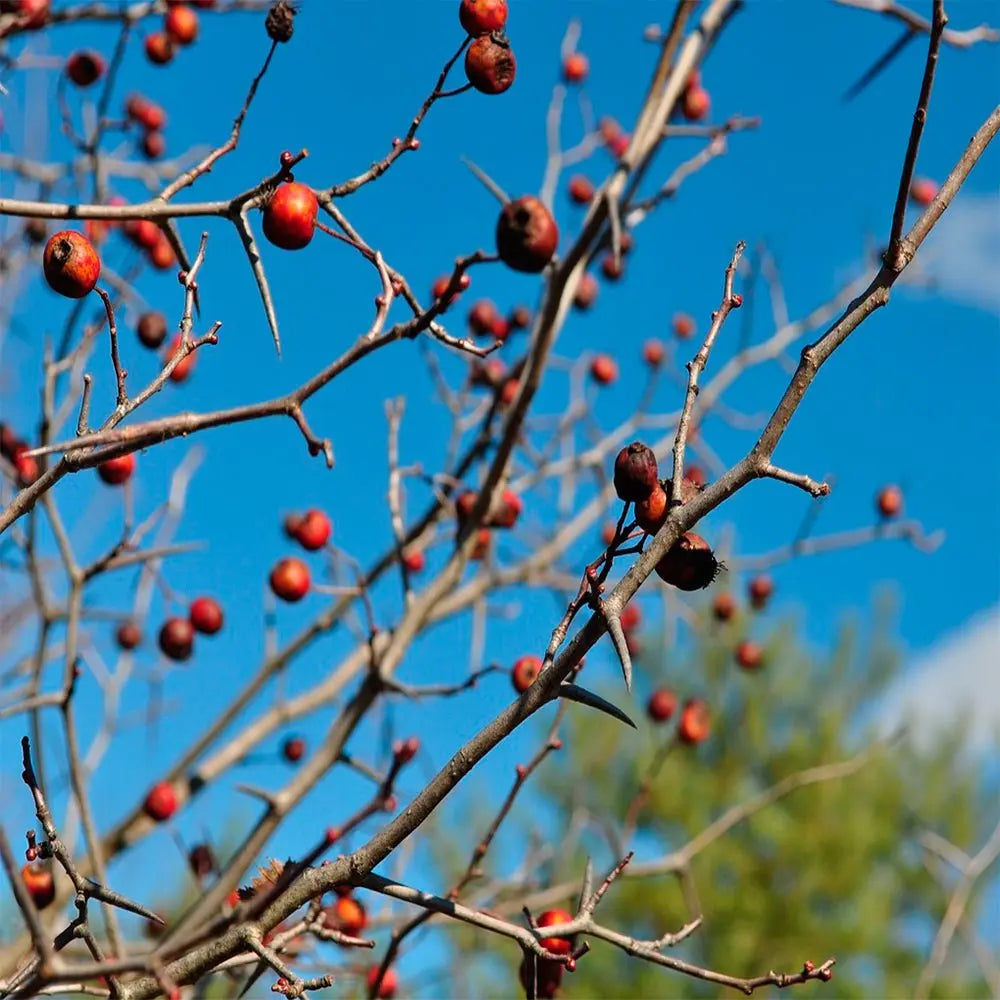 Hawthorn Tree with berries and thorns