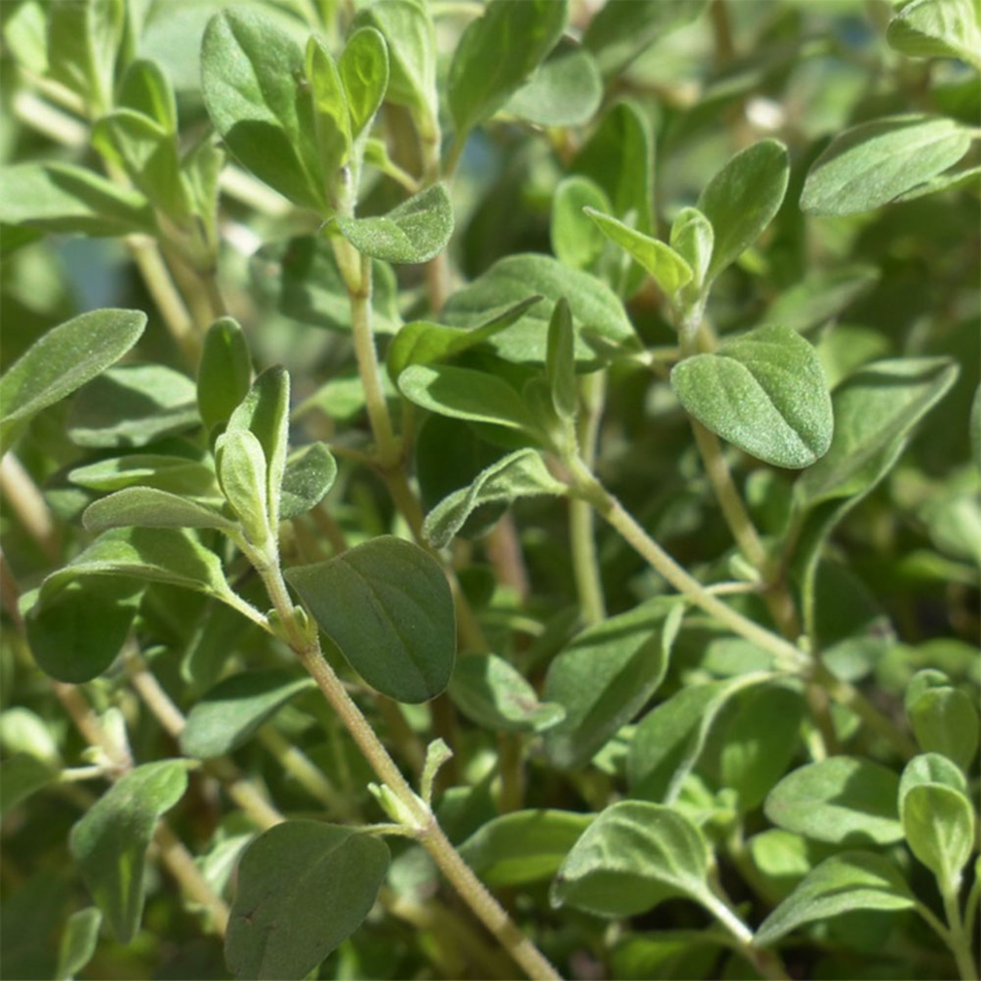 Marjoram Herb Bundle - 13 Moons