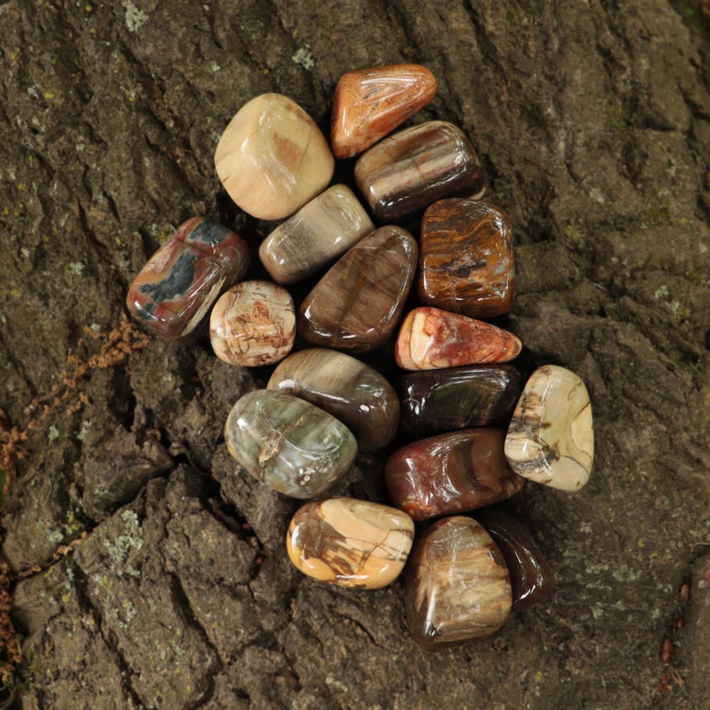 Petrified Wood Tumbled - 13 Moons