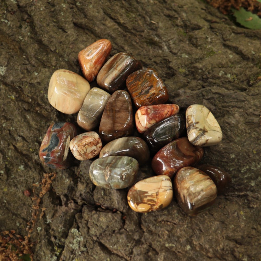 Petrified Wood Tumbled - 13 Moons