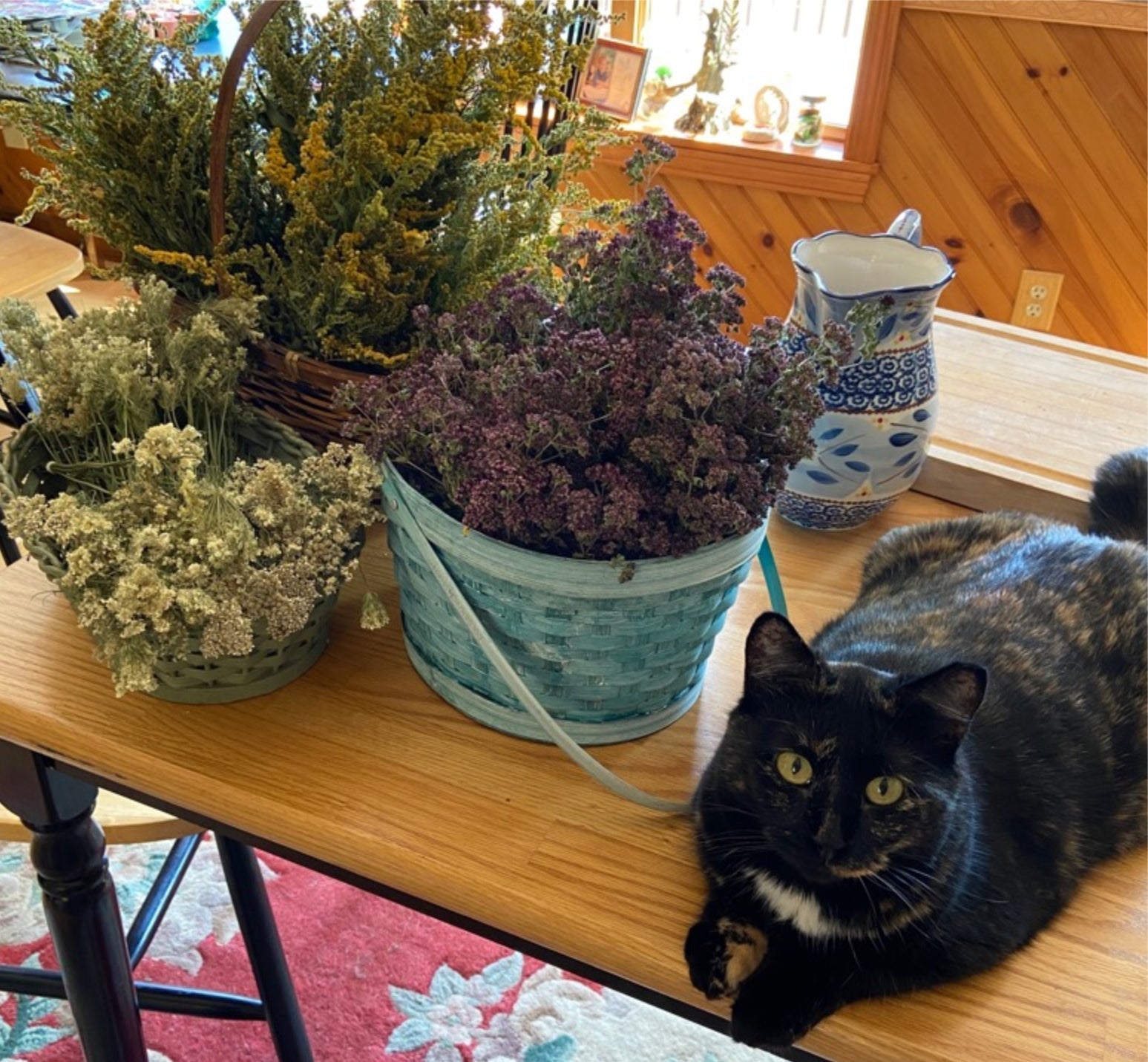 Queen Anne's Lace Bundle in basket alongside other herbs and Celestial, the kitty.