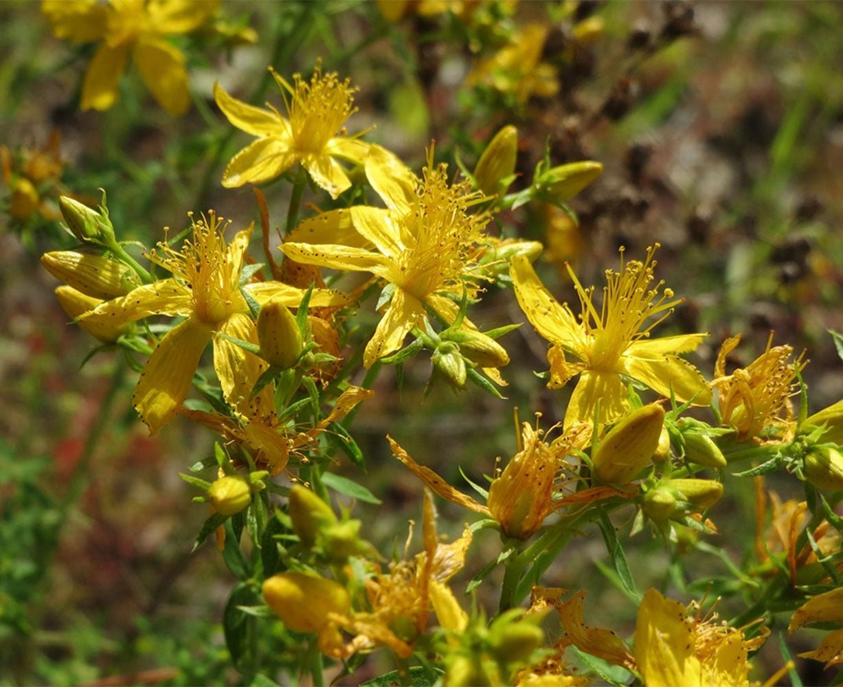 St. John's Wort - 13 Moons