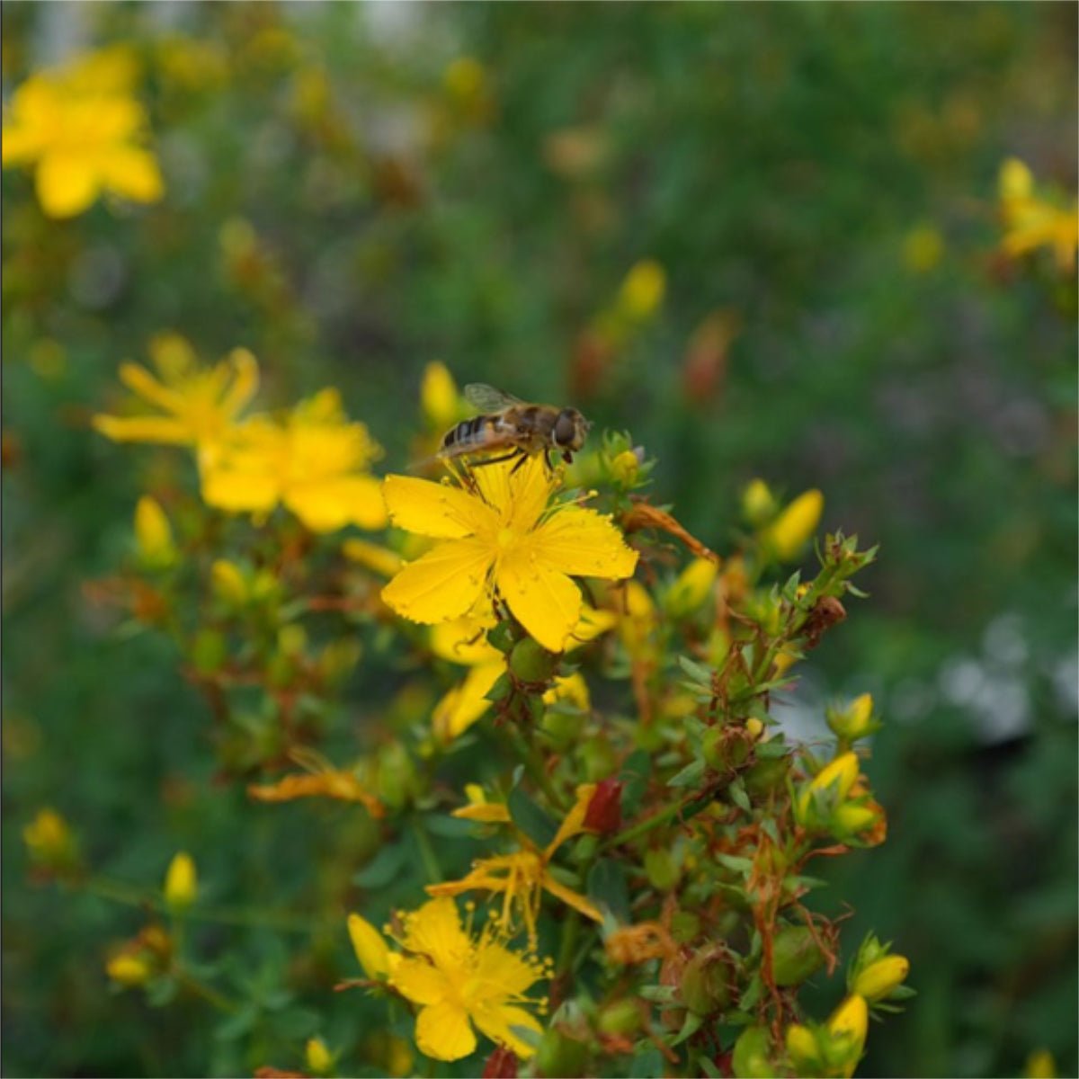 St Johns Wort Bundle - 13 Moons