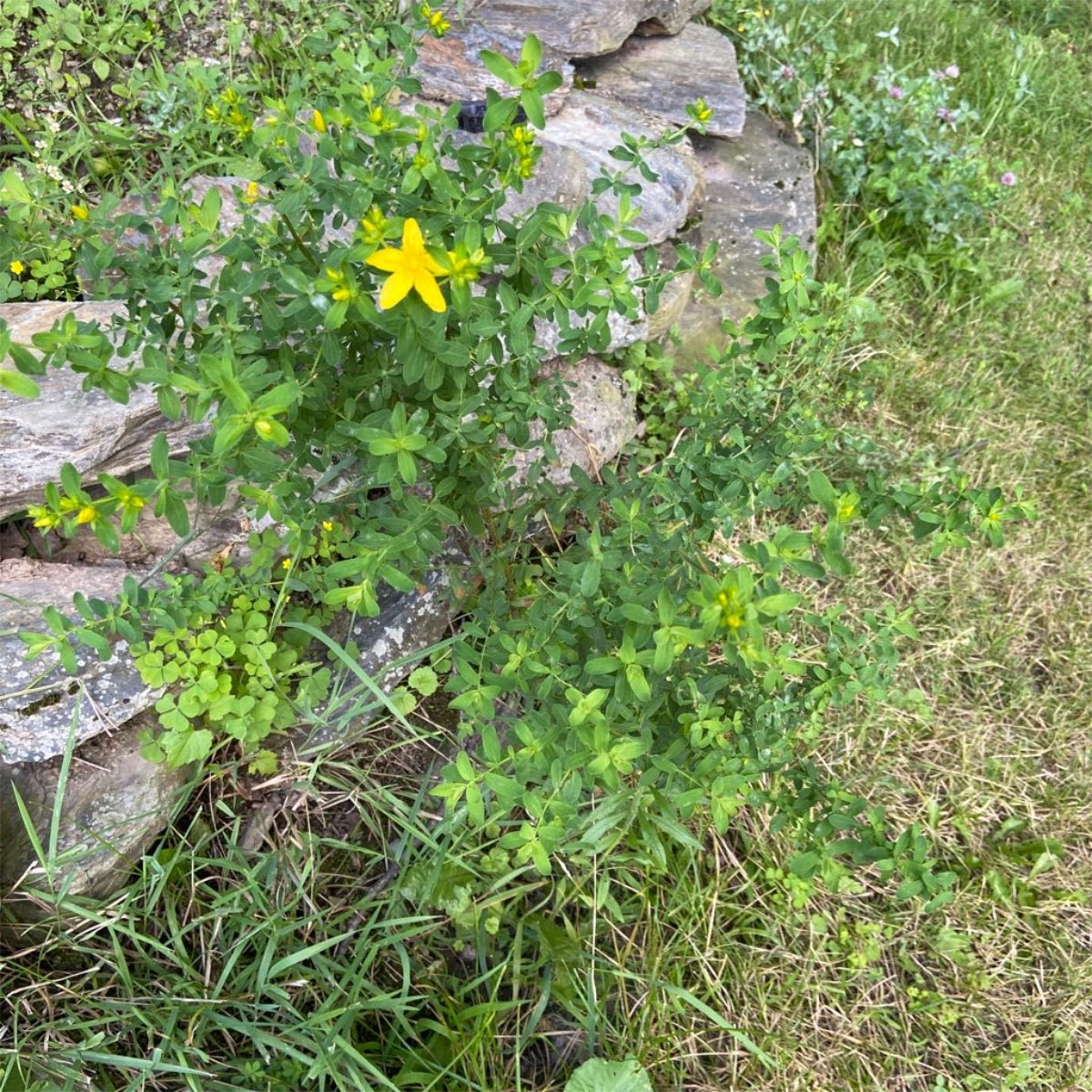 St Johns Wort Bundle - 13 Moons