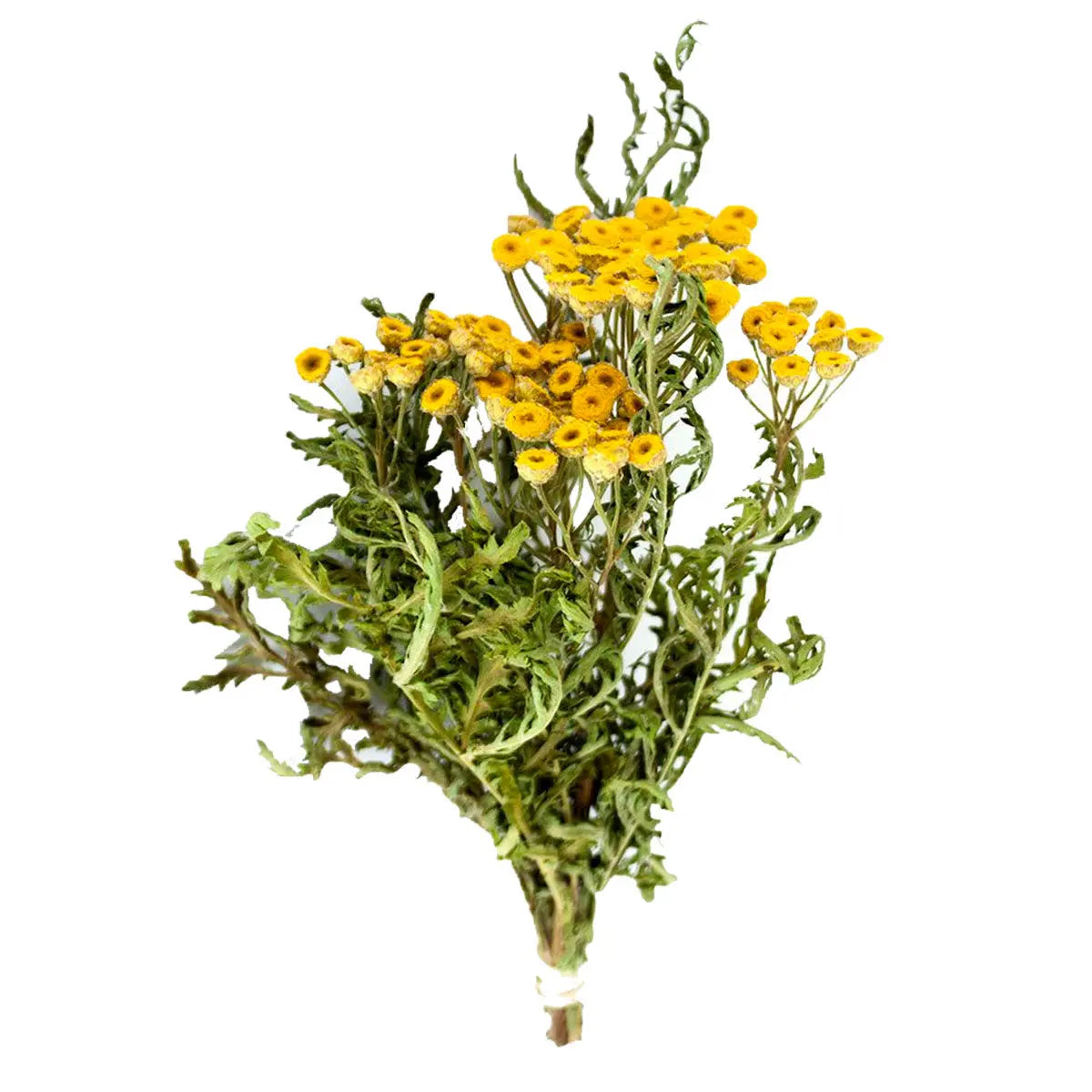 Tansy Bundle 1019 13Moons