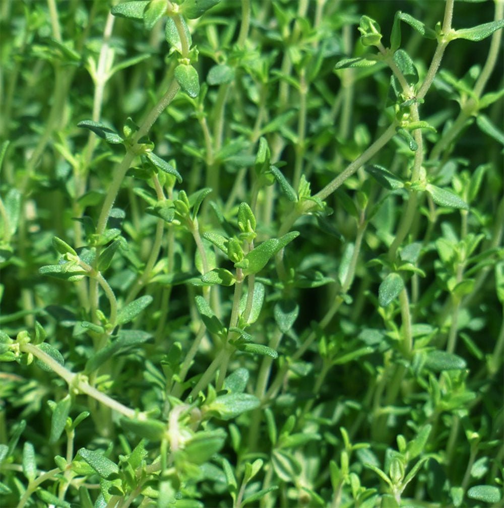 Thyme Herb Bundle - 13 Moons