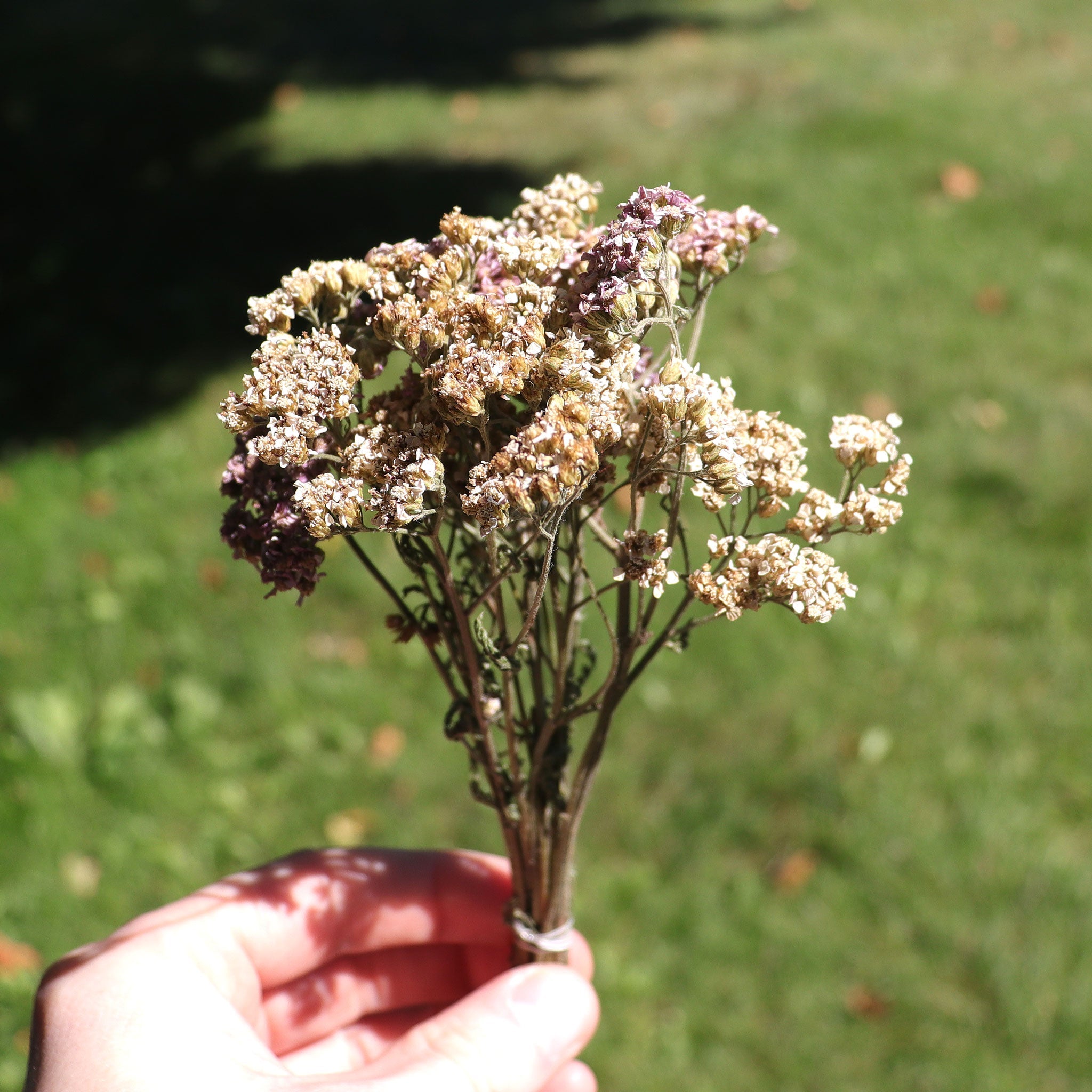 Yarrow, Purple and White Bundle - 13 Moons