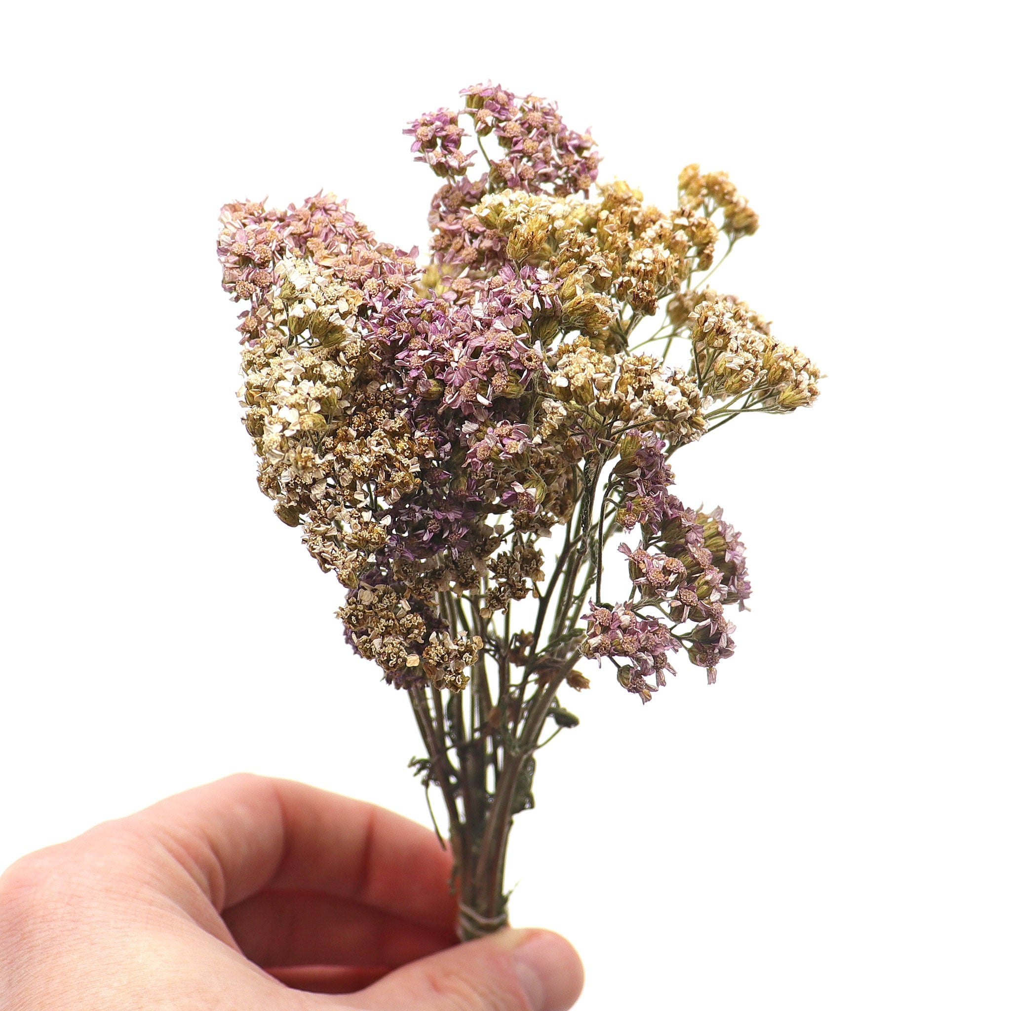 Yarrow, Purple and White Bundle - 13 Moons